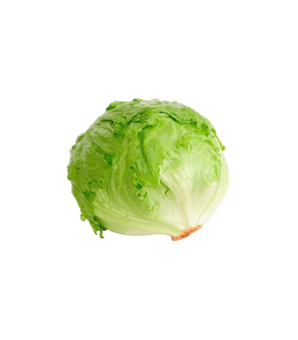 LECHUGA BATAVIA x Libra