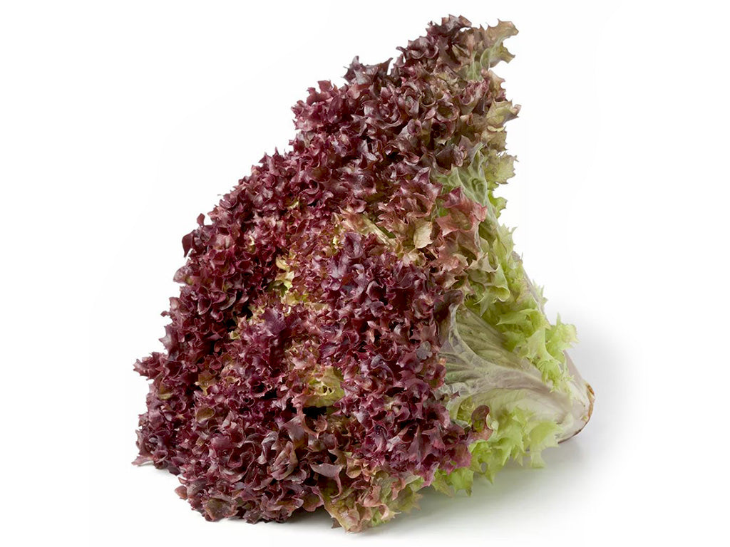 LECHUGA CRESPA MORADA x UNIDAD