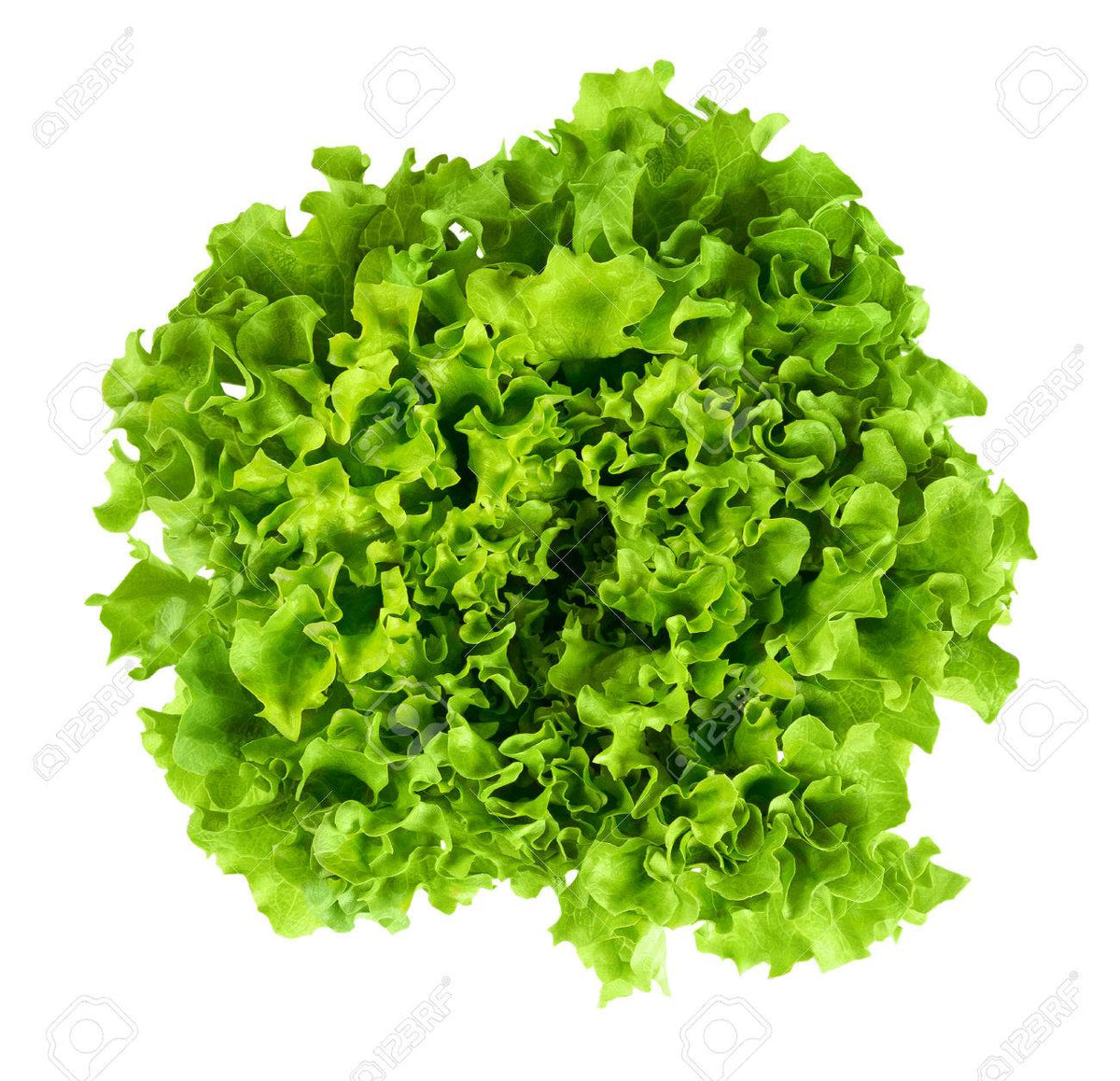 LECHUGA CRESPA VERDE x UNIDAD