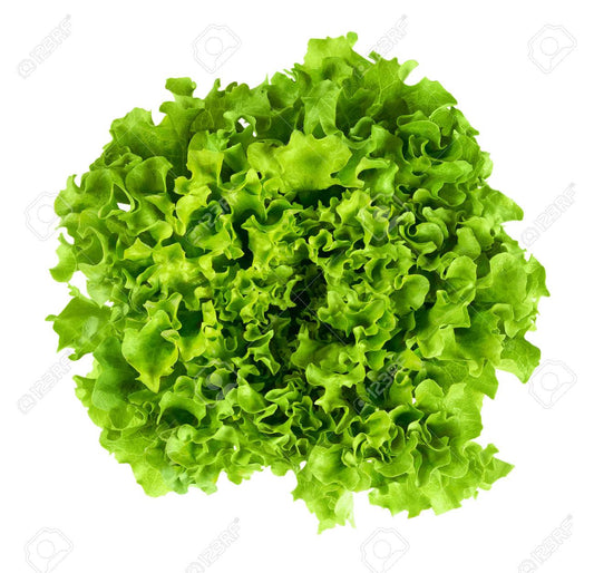 LECHUGA CRESPA VERDE x UNIDAD